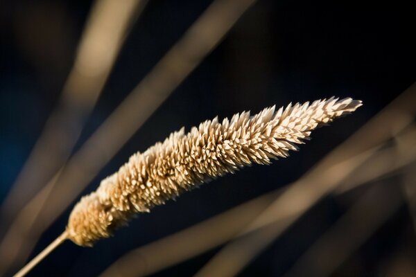 Fotografía macro de la comida al aire libre