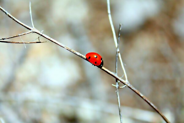 Macro photography. Nature outdoors