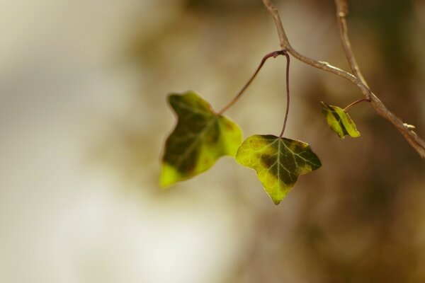 Two leaves on a branch on a blurry background