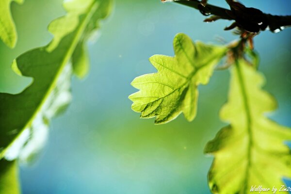 Macro photography of oak leaves on a branch