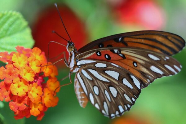 Piękny motyl na kwiatku podczas makrofotografii