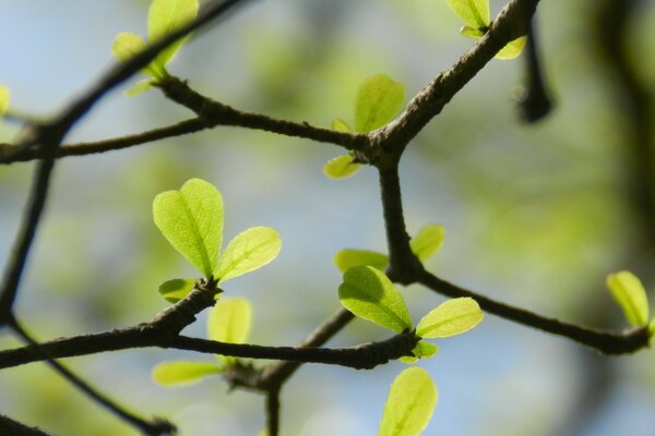 Macro photography of leaves on a branch on a blurry background