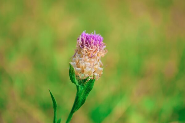 Macro photography of a flower in the summer