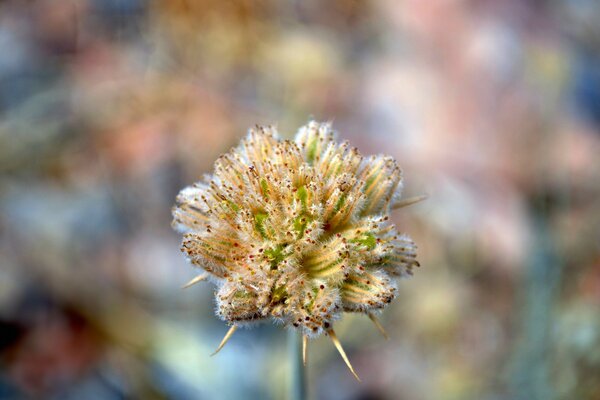 Schöne flauschige Blume mit einem angenehmen Farbton