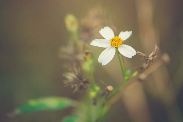 Unscharfe Makroaufnahmen. Eine Blume in der Natur