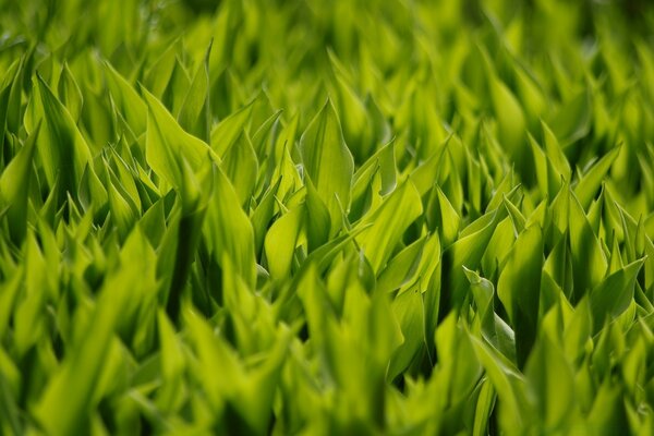 Jeune herbe se fraye un chemin hors du sol