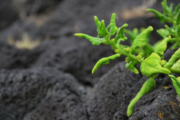 Green escape of flowers in macro photography