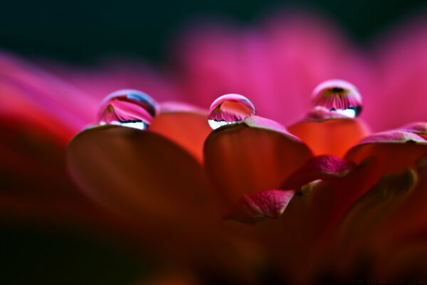 Dew drops on flower petals