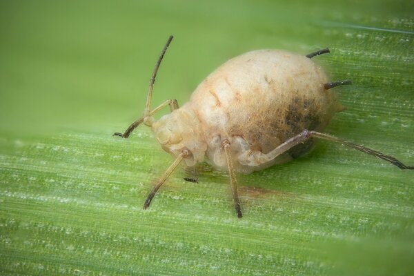 Macro photography. Insect of the wild