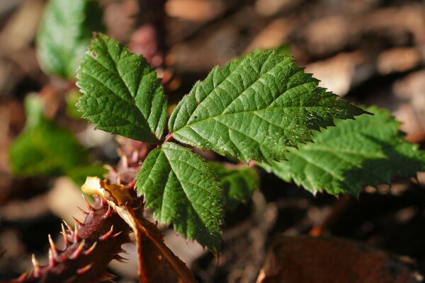 Macro photography of a green triple leaf with spikes