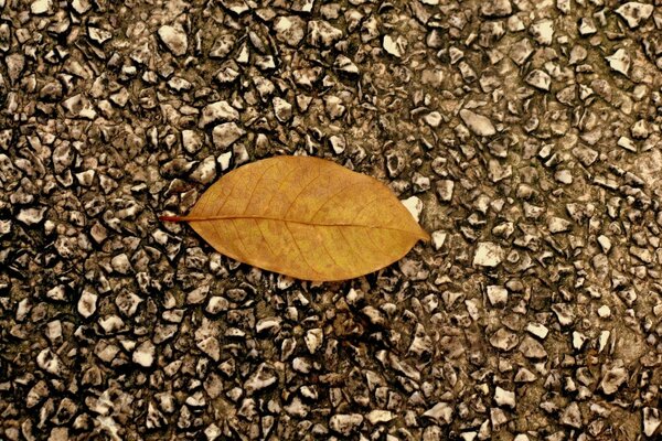 Autumn leaf close-up