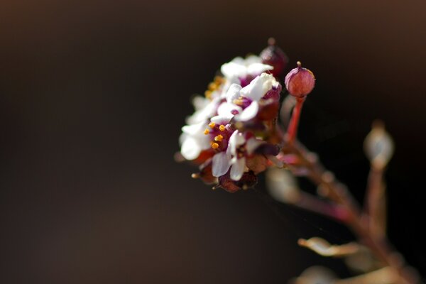 Fleurs blanches sur fond gris flou