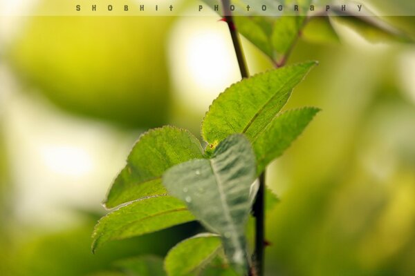 A twig with green leaves at close range