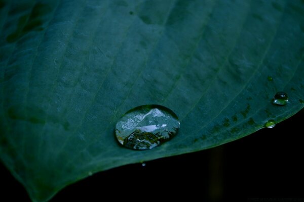 Rocío en una hoja, una gota en ella