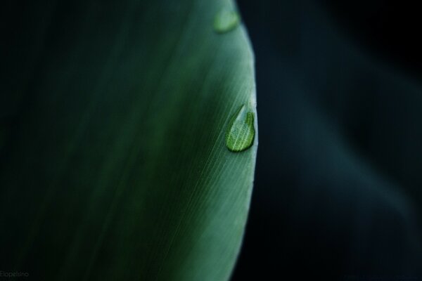 A drop flows down the green leaf