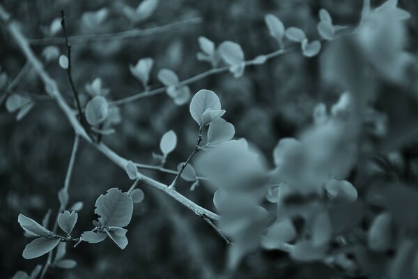 Monochrome image of a branch with foliage