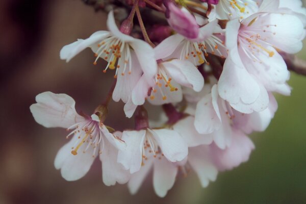 Photos de fleurs de pommier dans la période de floraison