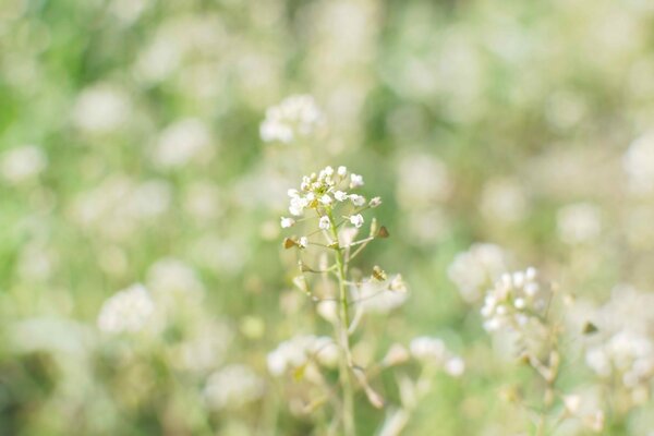 Natur im Sommer. Blumen in Makroaufnahmen