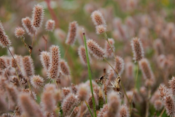 The spikelets in the field are hairy brown