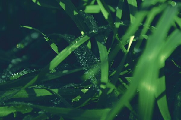 Clusters of dew drops on the grass during macro photography