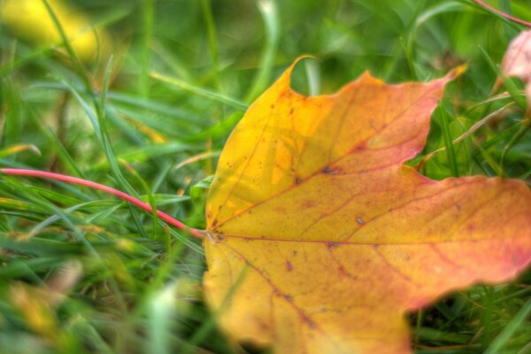 Gefallenes ahorngelb-rotes Blatt