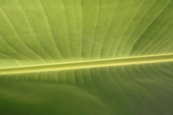 Green leaf close-up