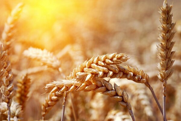 Golden rye in macro photography with the sun