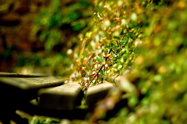 Bench green plants