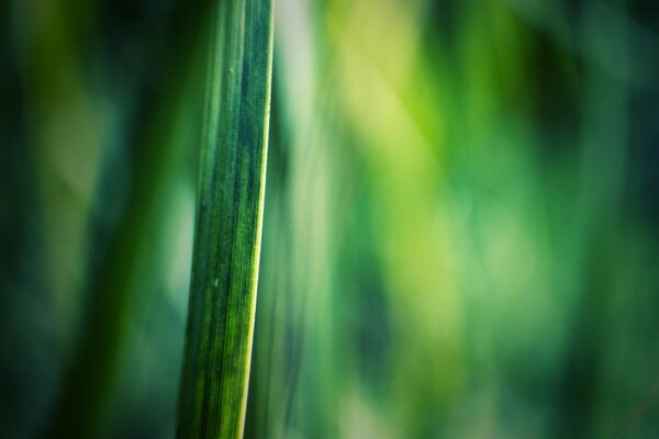 Macro photography a blade of grass in a field on a blurry background