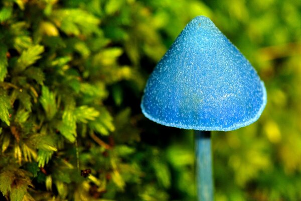 Macro photography blue mushroom