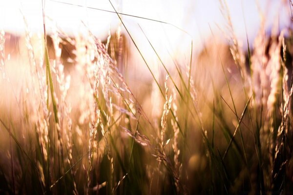 Die Ährchen auf dem Feld sind von der Sonne beleuchtet