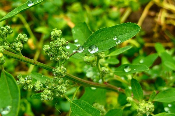 Macro di foglie con rugiada mattutina