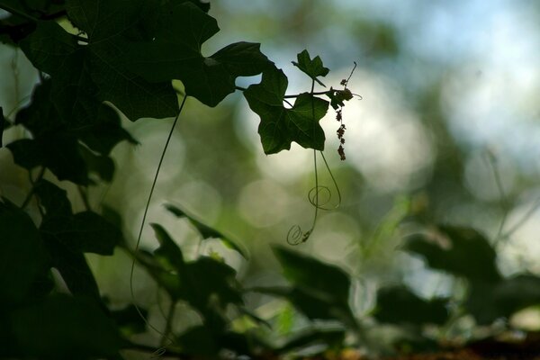 Feuillage vert sur fond flou