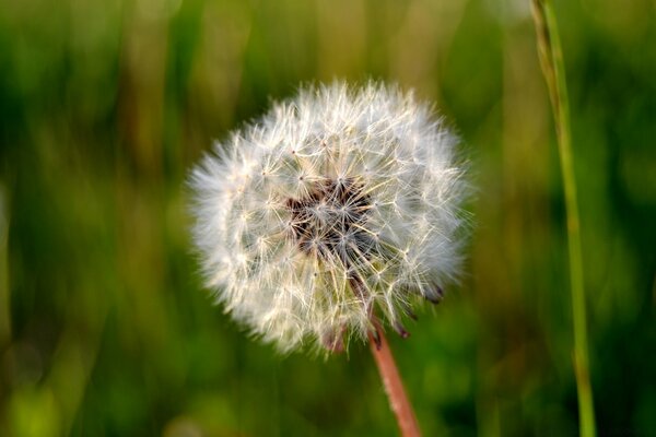 Fotografía macro del diente de León en verano