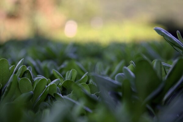 Green grass of the north macro shooting