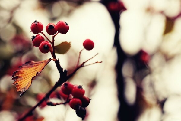 Bacche di sorbo rosso Foto