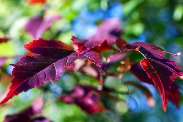 Foglie rosse su sfondo sfocato