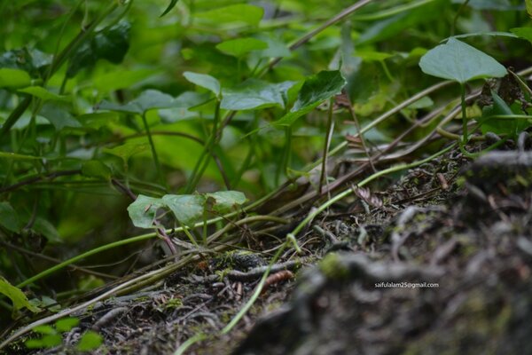 Mundo na floresta close-up