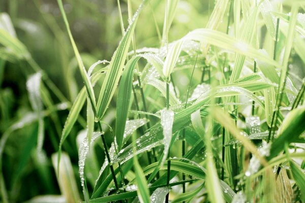 Dewdrops on the grass close-up