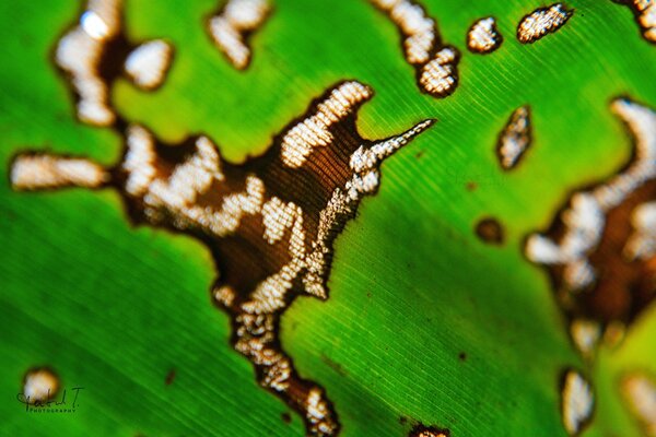 Hoja fotografiada en primer plano