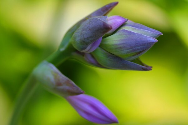 Flor de verano en la fotografía macro