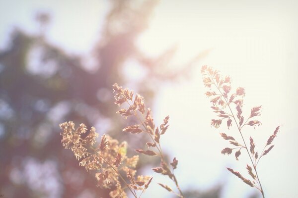 Macro photography. Nature. Tree and flower