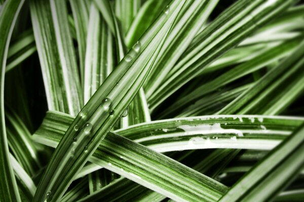 L eau sur les feuilles dans le jardin verdoyant