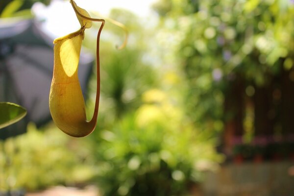 Beautiful summer garden with sun