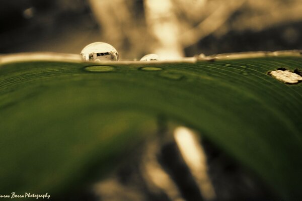 Dew drops on a green leaf in macro photography