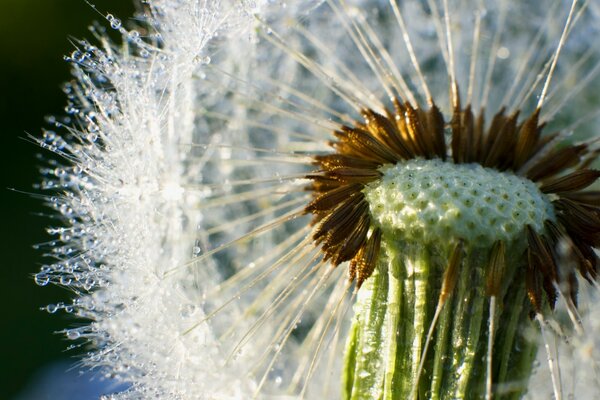 Dandelion shot in macro mode