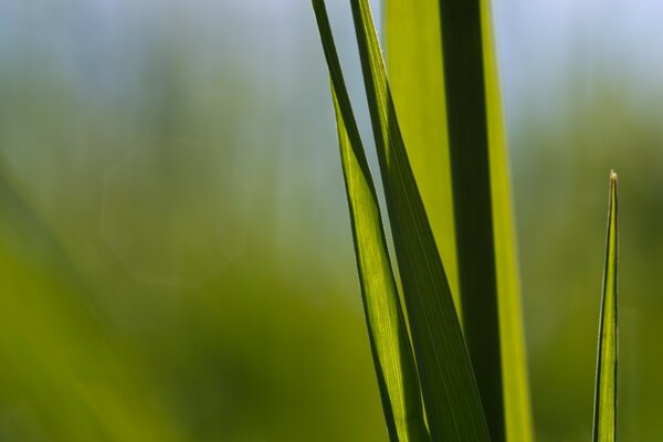 Makro Flora. Ein Blatt in der Natur