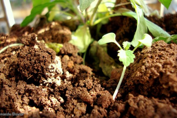 La verdure qui pousse à travers le sol