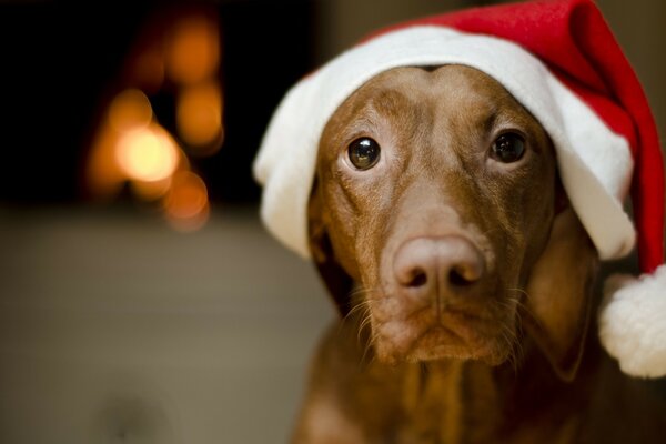 Cute dog in a Christmas hat