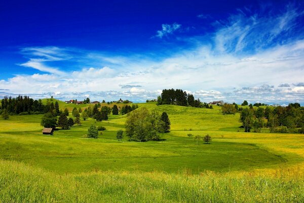 Paisaje de la naturaleza en verano con árboles